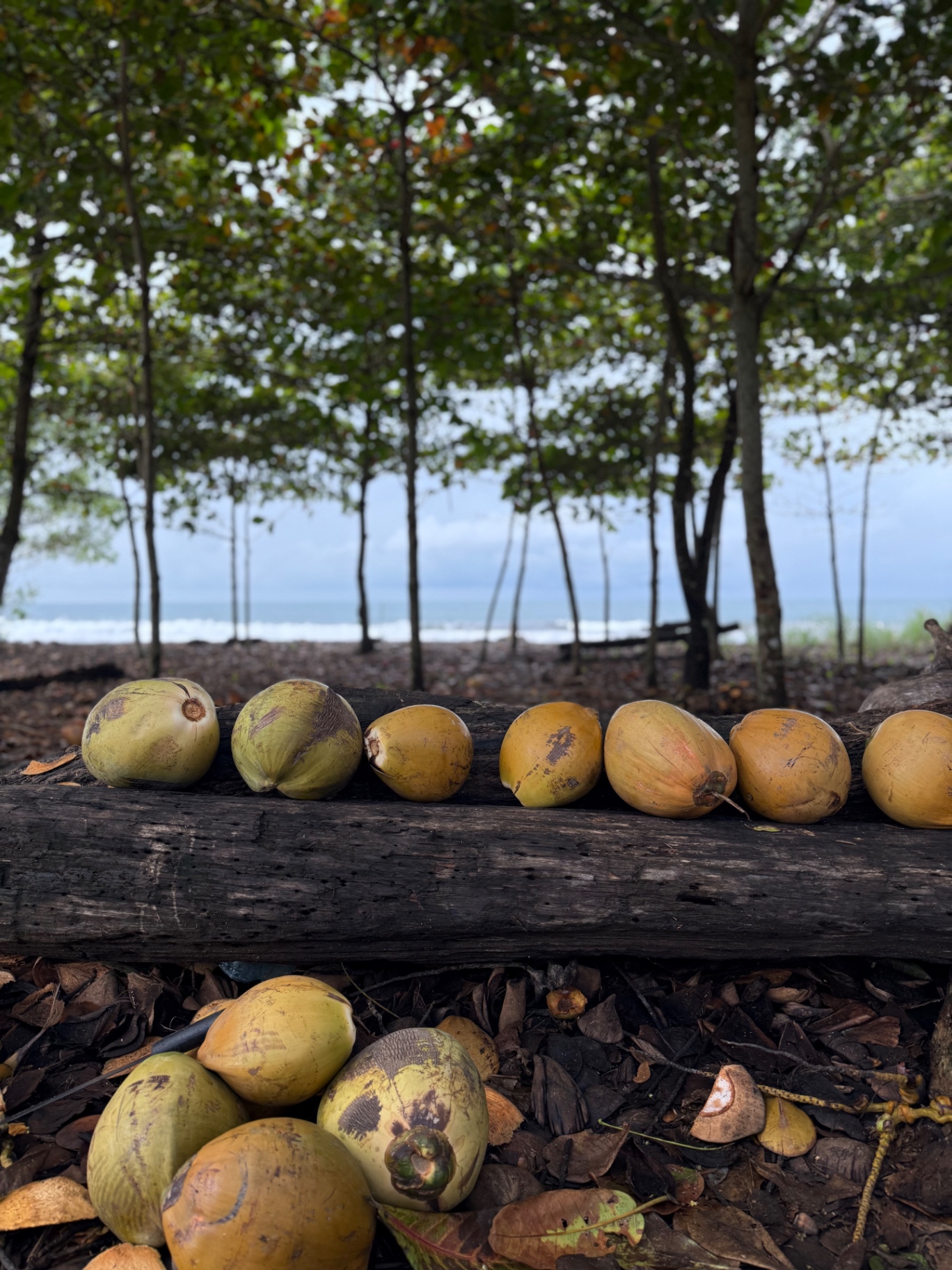 Fresh coconuts lined along driftwood by the beach in Costa Rica